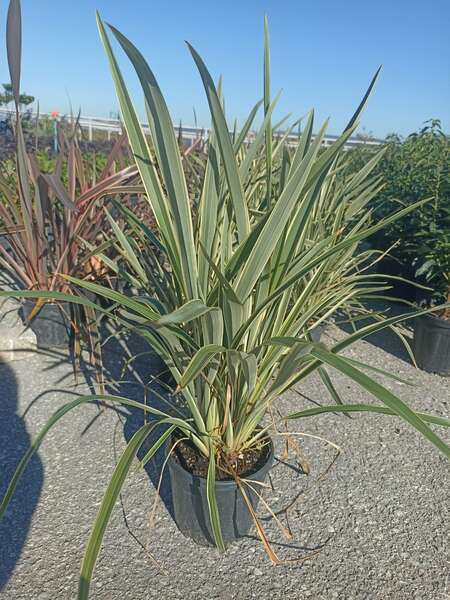 Phormium tenax 